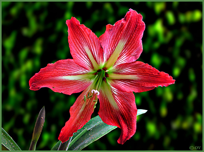 photo "Red star" tags: nature, flowers