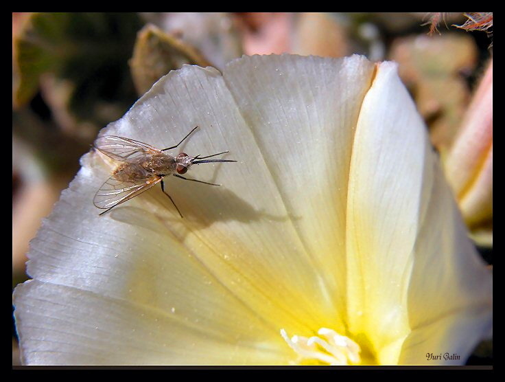 фото "Маленькая муха." метки: природа, макро и крупный план, насекомое