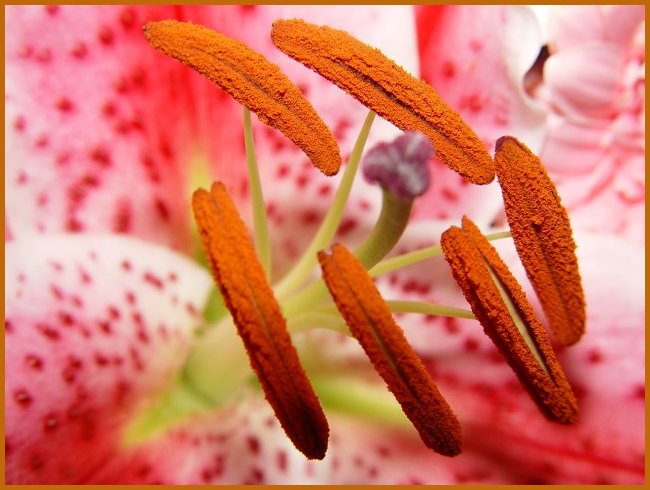 фото "Pink Lady" метки: природа, цветы