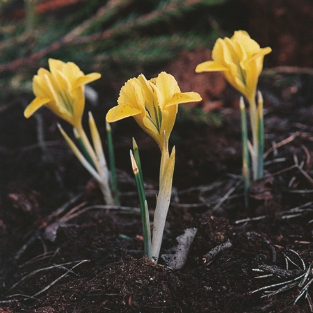 photo "unnamed" tags: nature, flowers