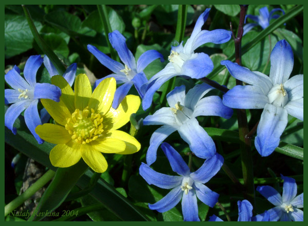 photo "Springtime" tags: nature, macro and close-up, flowers
