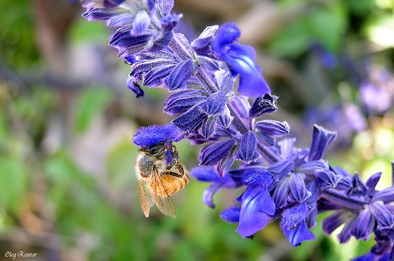 photo "*****" tags: macro and close-up, nature, flowers