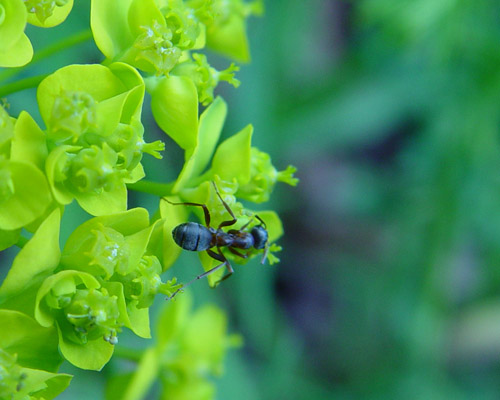 photo "Муравей" tags: macro and close-up, 