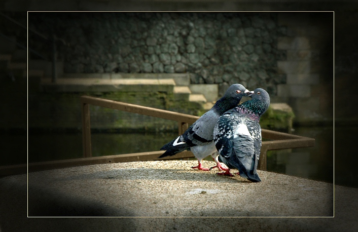 photo "LOVE and PIGEONS or SPRING and BIRDS" tags: nature, reporting, wild animals