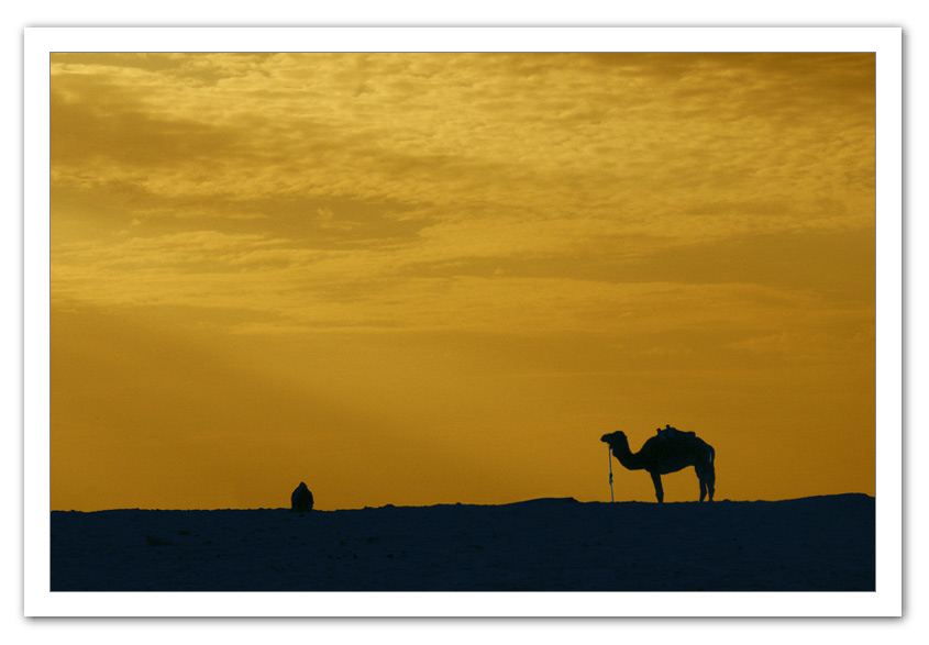 photo "Camel" tags: misc., 