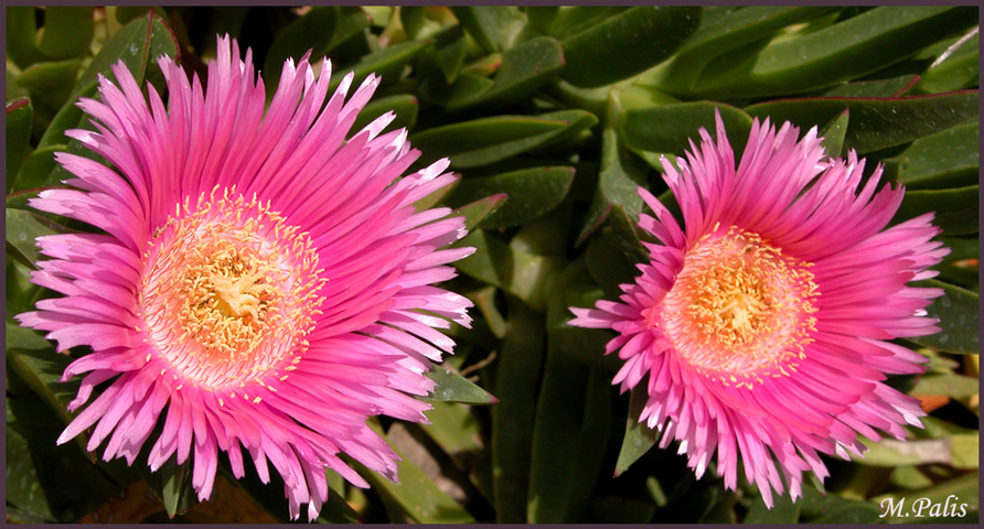 photo "Twins!!" tags: nature, misc., flowers