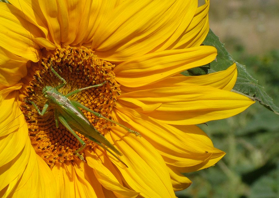 фото "Grasshopper" метки: природа, насекомое, цветы