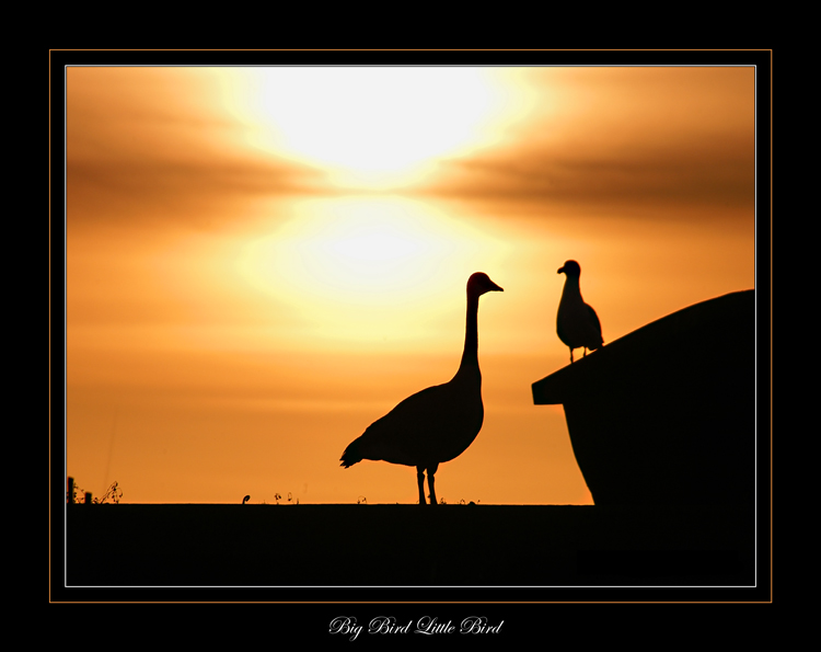 photo "Big Bird Little Bird" tags: humor, landscape, sunset