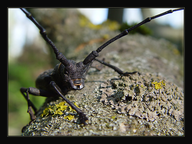 фото "Портрет усача" метки: макро и крупный план, природа, насекомое