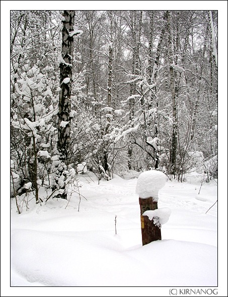 фото "Лесной страж" метки: пейзаж, зима, лес