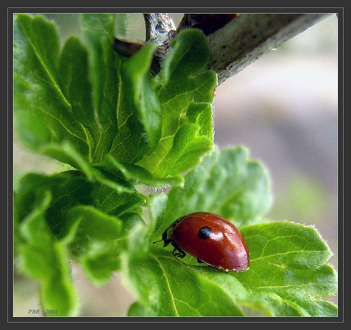 photo "Hard  way" tags: nature, macro and close-up, insect