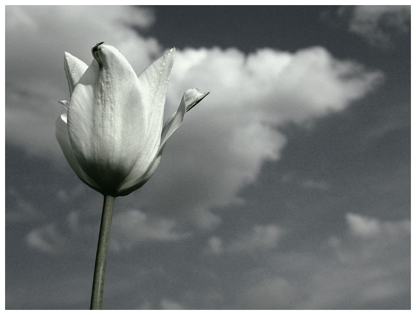 photo "..." tags: black&white, nature, flowers