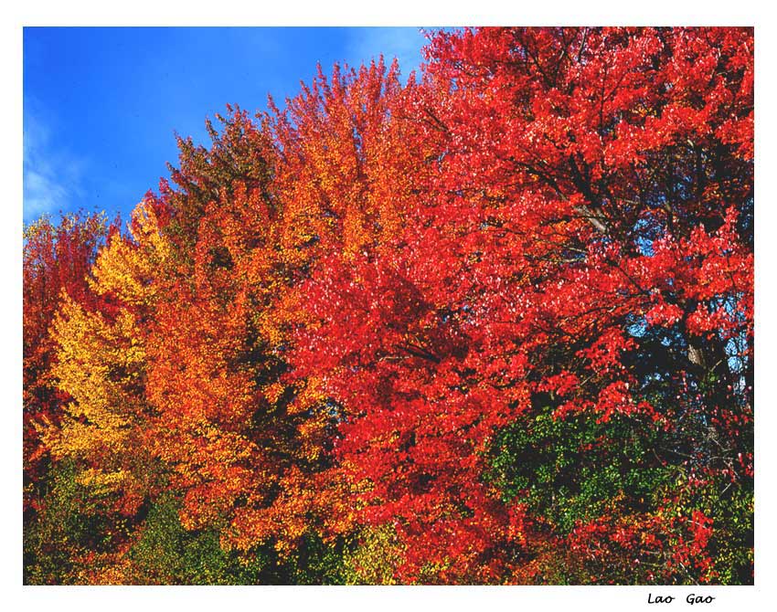 photo "Autumn" tags: landscape, autumn, forest
