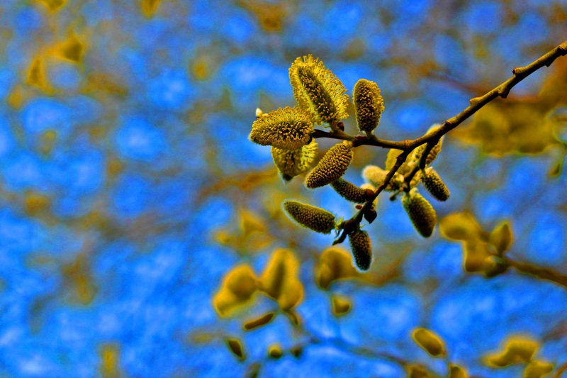 photo "Catkin" tags: nature, flowers