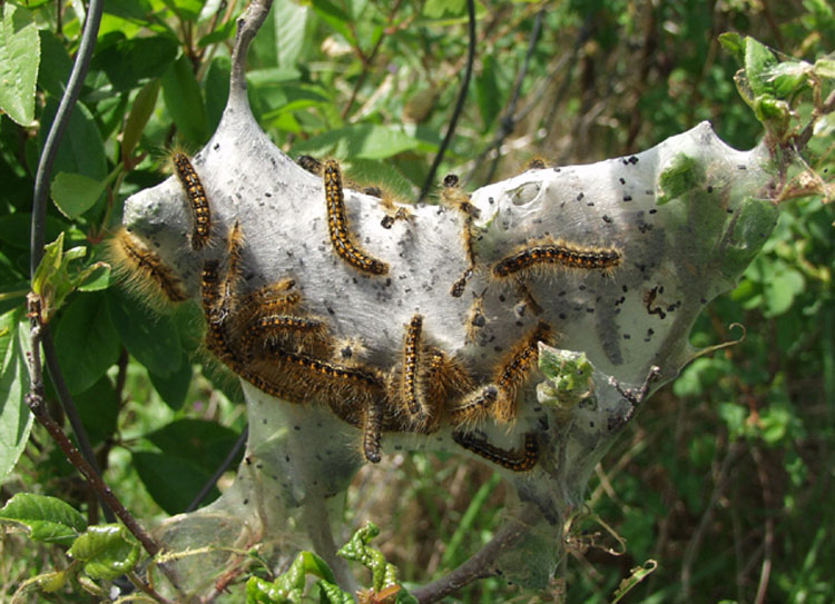 photo "Spring Nesting" tags: nature, macro and close-up, insect