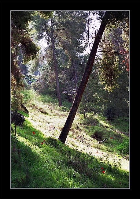 photo "Wood" tags: landscape, forest, spring