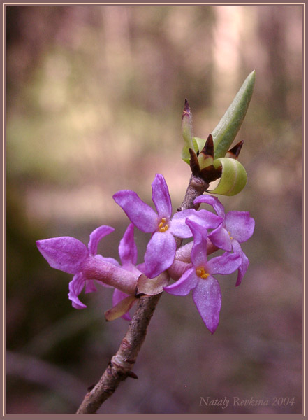photo "Daphne mezereum" tags: nature, macro and close-up, flowers