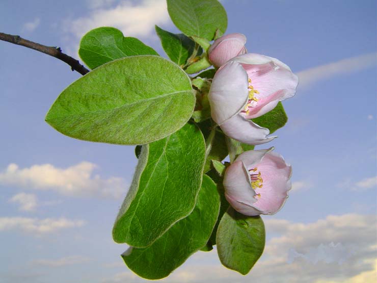 photo "Flowers of an apple-tree" tags: nature, macro and close-up, flowers