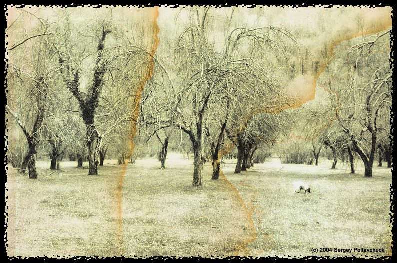 photo ""old" garden" tags: landscape, nature, 