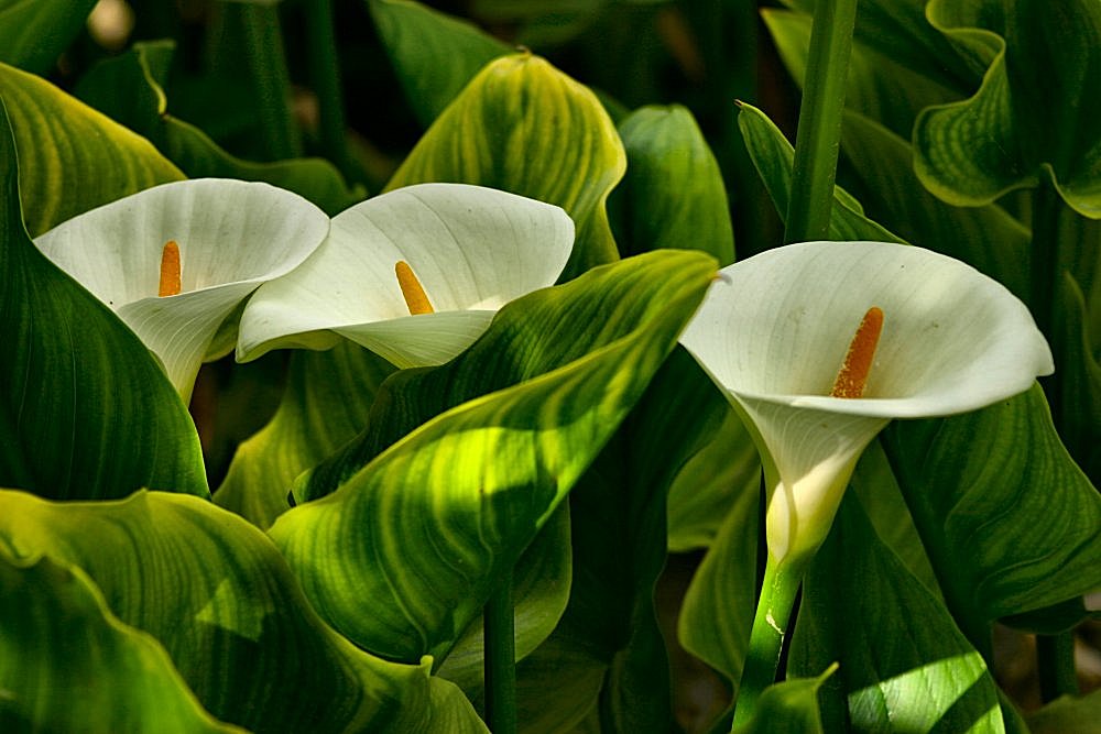 photo "White & Green" tags: nature, flowers