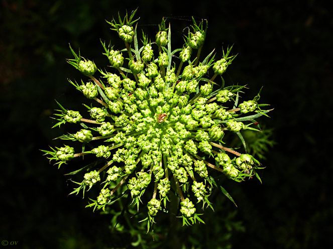 photo "Fireworks" tags: nature, flowers