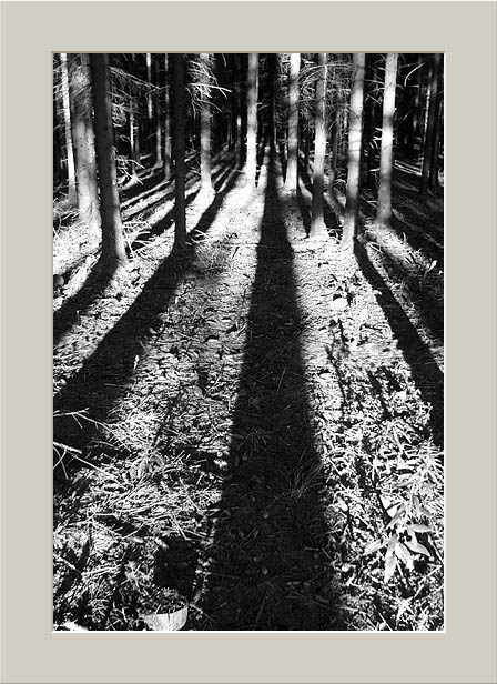 photo "Forest Shadows" tags: landscape, forest