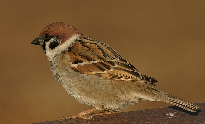 photo "sparrow" tags: nature, wild animals