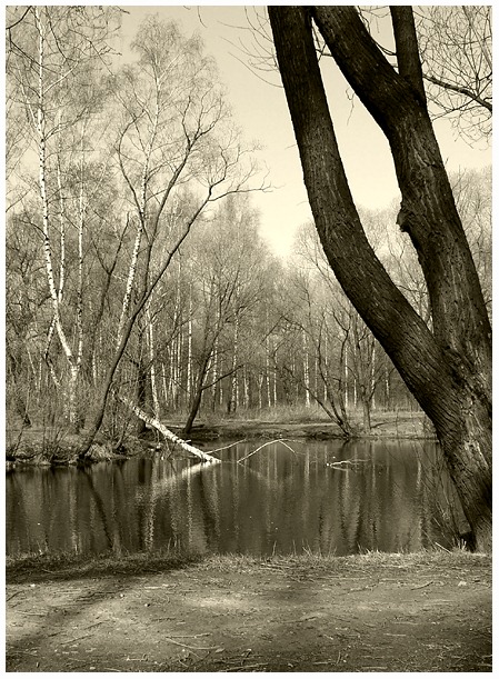 photo "Pond" tags: black&white, landscape, spring