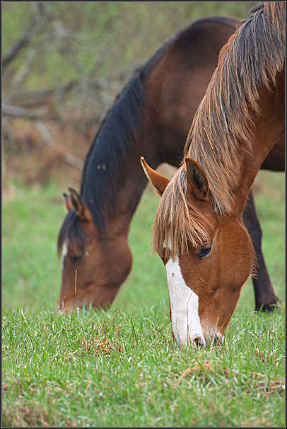 photo "***" tags: nature, pets/farm animals