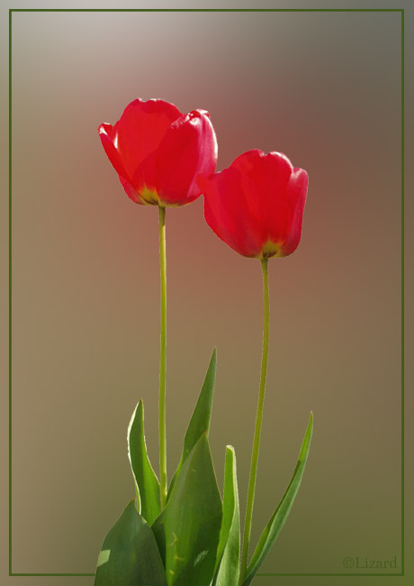 photo "Together" tags: nature, flowers