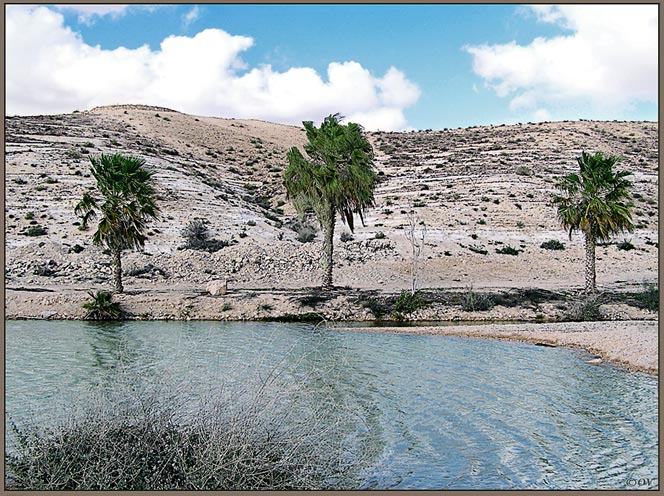 photo "Oasis. Desert Negev" tags: landscape, 