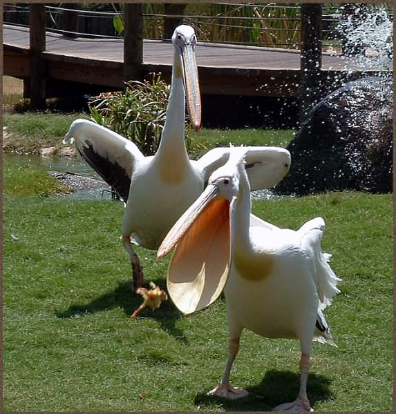 photo "Don`t rush ahead of people with your bag!" tags: nature, humor, wild animals