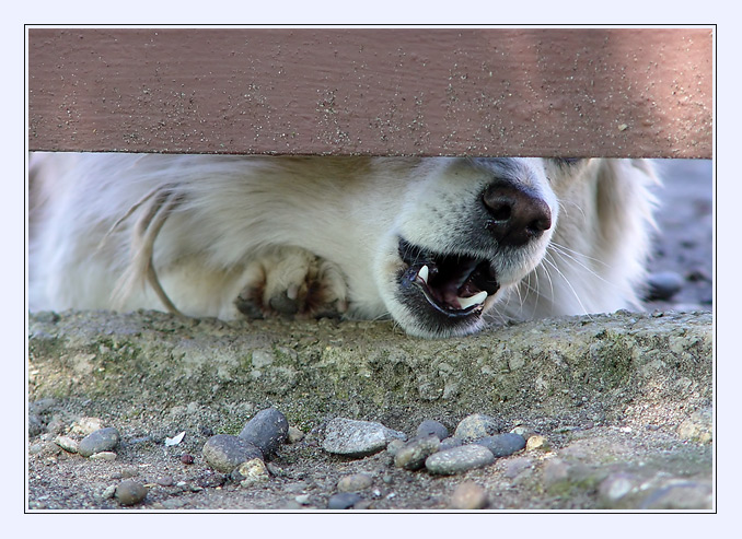photo "Beware of a malicious dog!" tags: nature, genre, pets/farm animals