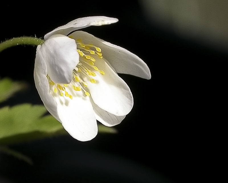 photo "* * *" tags: macro and close-up, nature, flowers