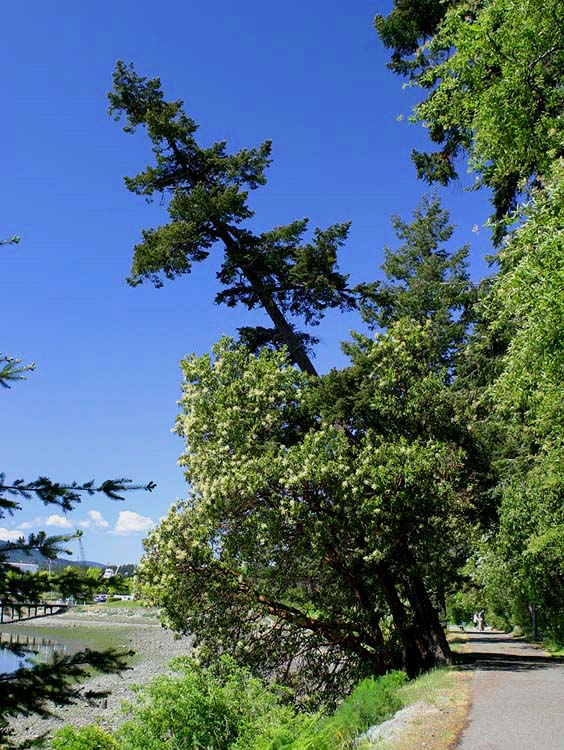 photo "Pacific Tilt" tags: landscape, travel, North America, spring