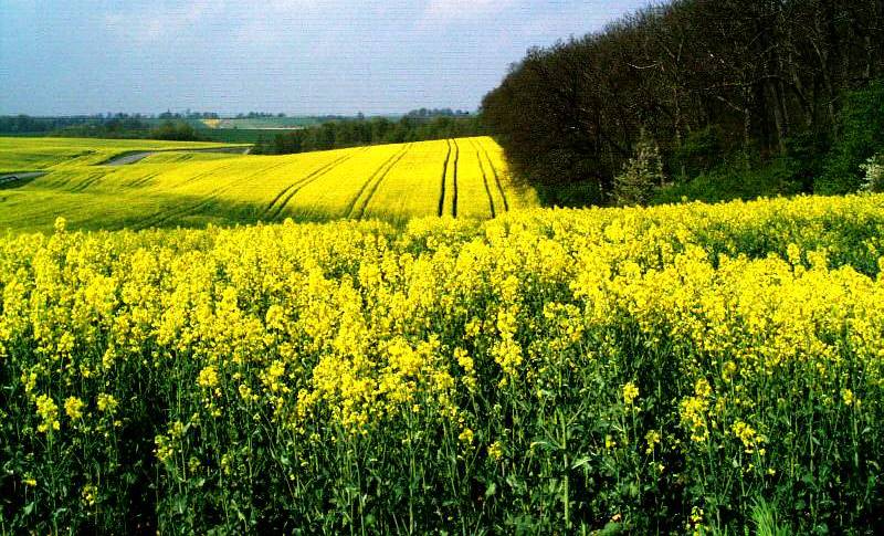 фото "Yellow" метки: природа, 