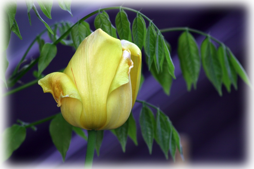 photo "Yellow rose" tags: nature, flowers