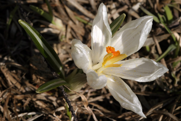 photo "White Crocus" tags: macro and close-up, nature, flowers