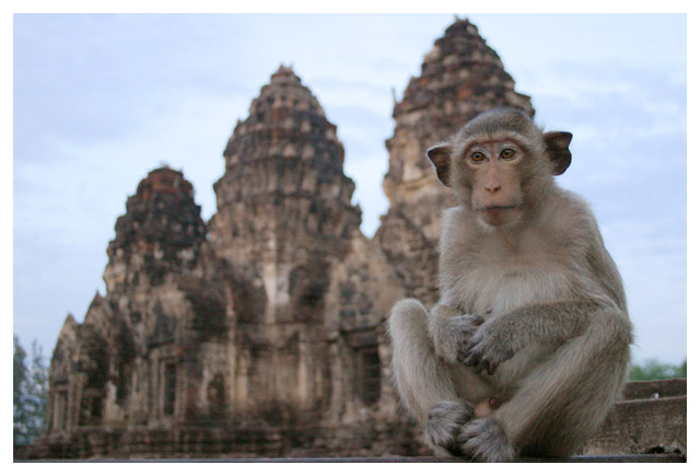 фото "Temple watch monkey" метки: путешествия, портрет, Азия