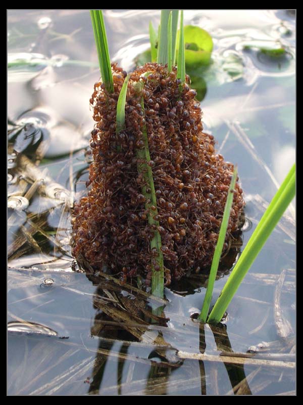 фото "Плавучий муравейник" метки: природа, макро и крупный план, насекомое