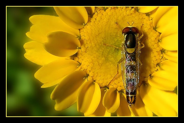 фото "To Bee or not to Bee" метки: природа, макро и крупный план, насекомое