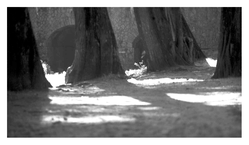 photo "The Guardians" tags: landscape, black&white, forest