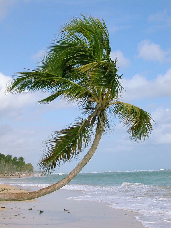 фото "Lonely Palm Tree" метки: пейзаж, вода, лето