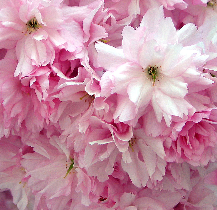 photo "Flowers" tags: nature, flowers