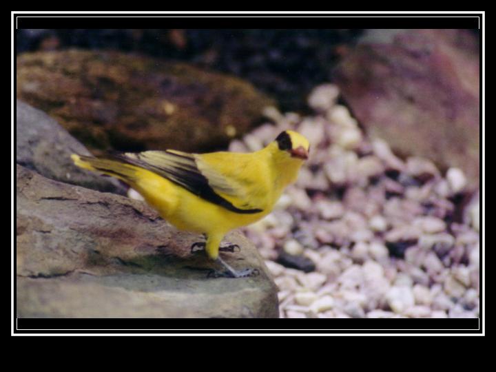 photo "Bird 02" tags: nature, 