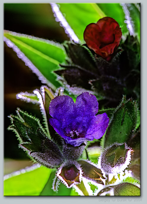 photo "Natural rock “crystal"" tags: nature, macro and close-up, flowers