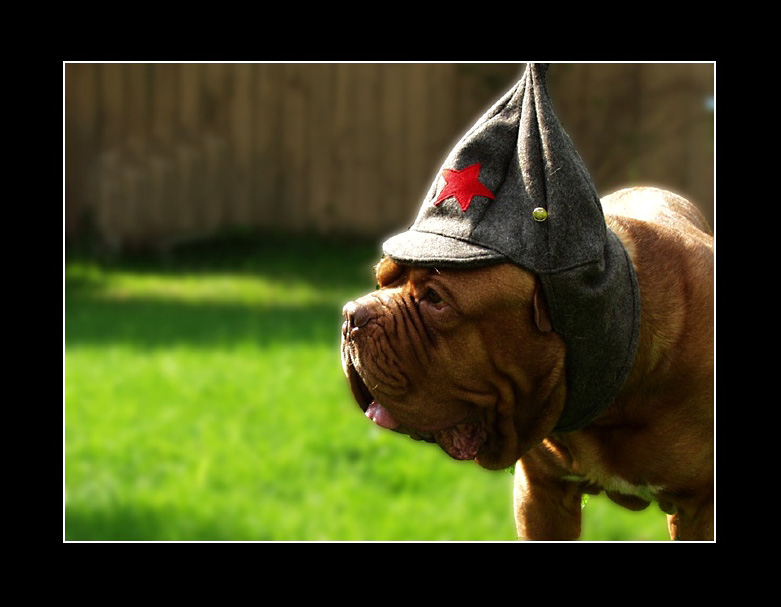 photo "Day of the Victory!" tags: nature, pets/farm animals