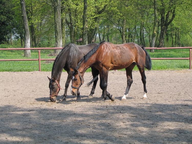 фото "horses" метки: природа, домашние животные