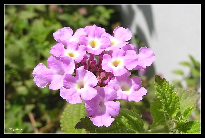 photo "*****" tags: macro and close-up, nature, flowers