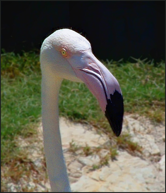 photo "JUSEPPE SIRANO" tags: nature, portrait, wild animals